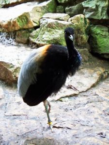 Bird Life In the Amazon Rainforest