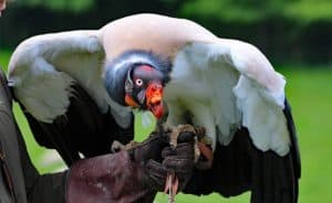 king-vulture-1682982_640