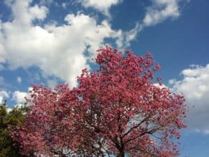 Important medicinal plants in the Amazon