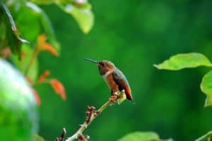 Bird Life In the Amazon Rainforest