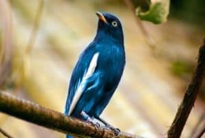 Bird Life In the Amazon Rainforest
