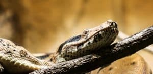 Reptils In the Amazon Rainforest