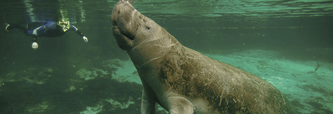 Amazon Rainforest Manatee