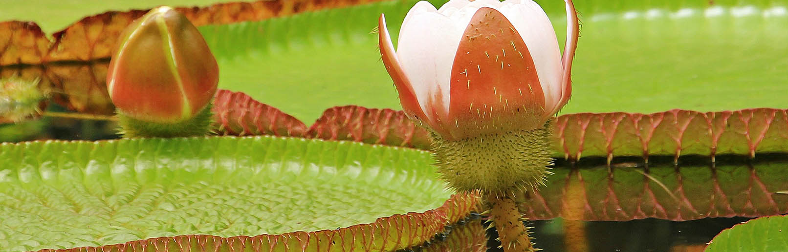 Amazon Rainforest Plants