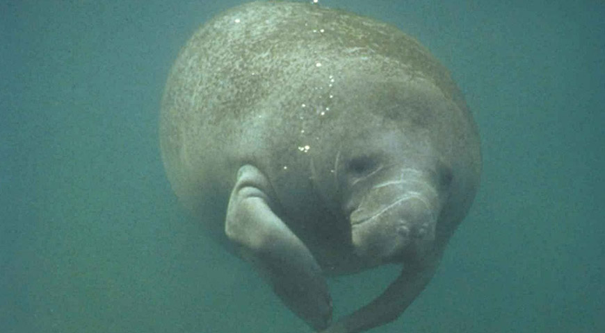 Manatee Amazon Rainforest