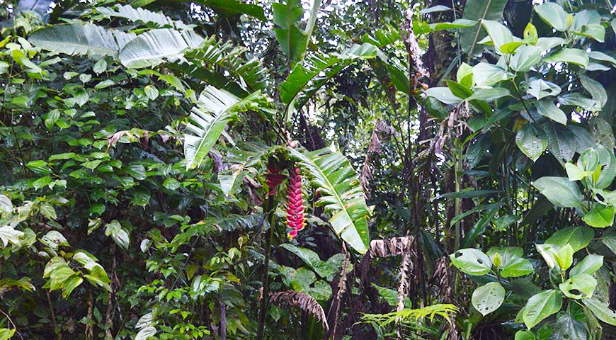 Medicinal Plants | Amazon Rainforest