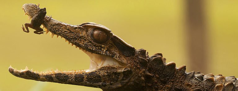 The Amazon Rainforest | Voyagers Travel