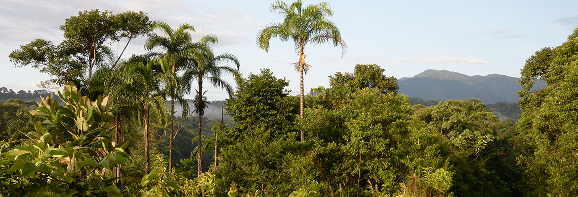 The tallest trees in the Amazon Rainforest