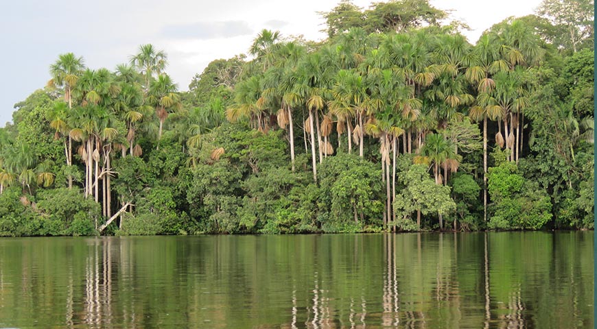 The tallest trees in the Amazon