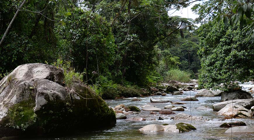 The tropical Rainforest Amazon