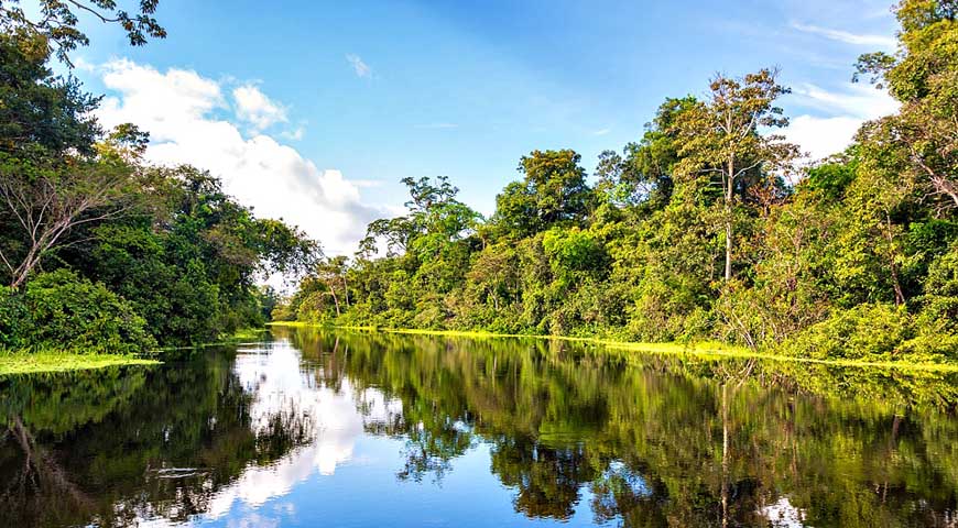 Amazon rainforest