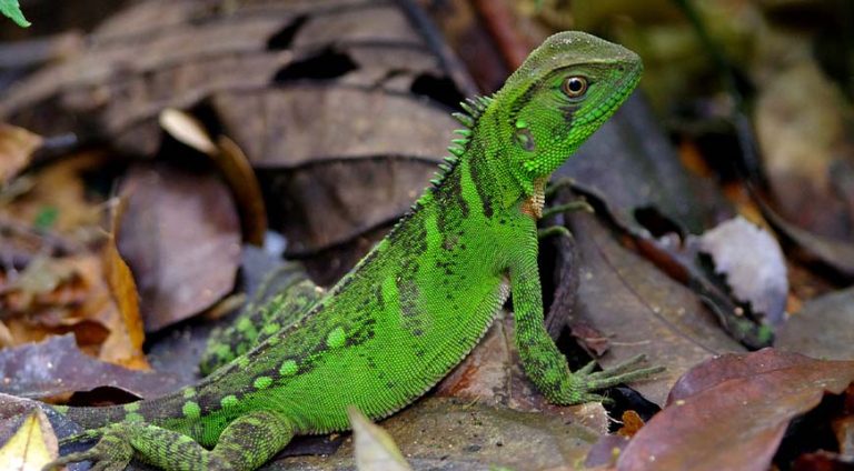 Amazon Wildlife