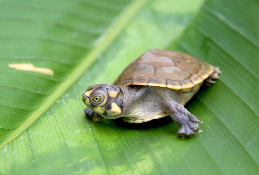 Tarikaya Turtle