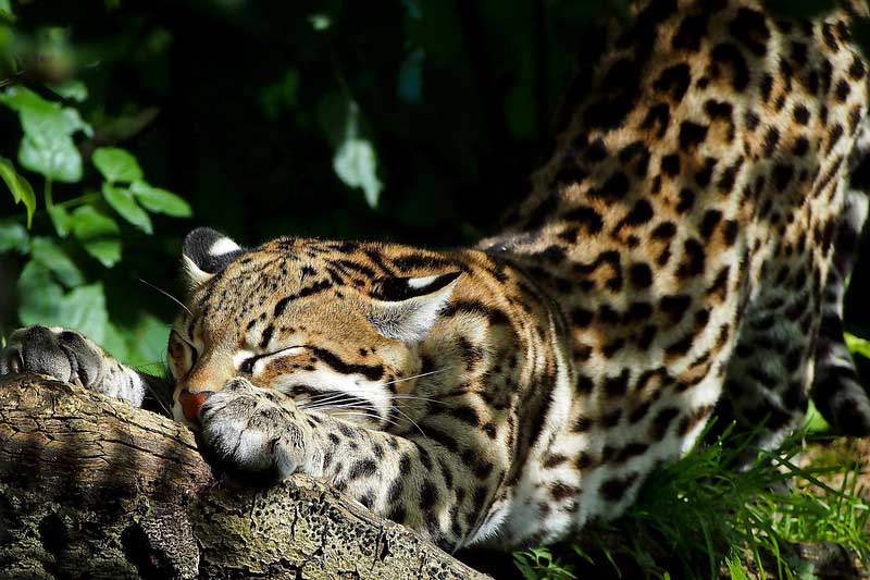 Jaguar amazon wildlife