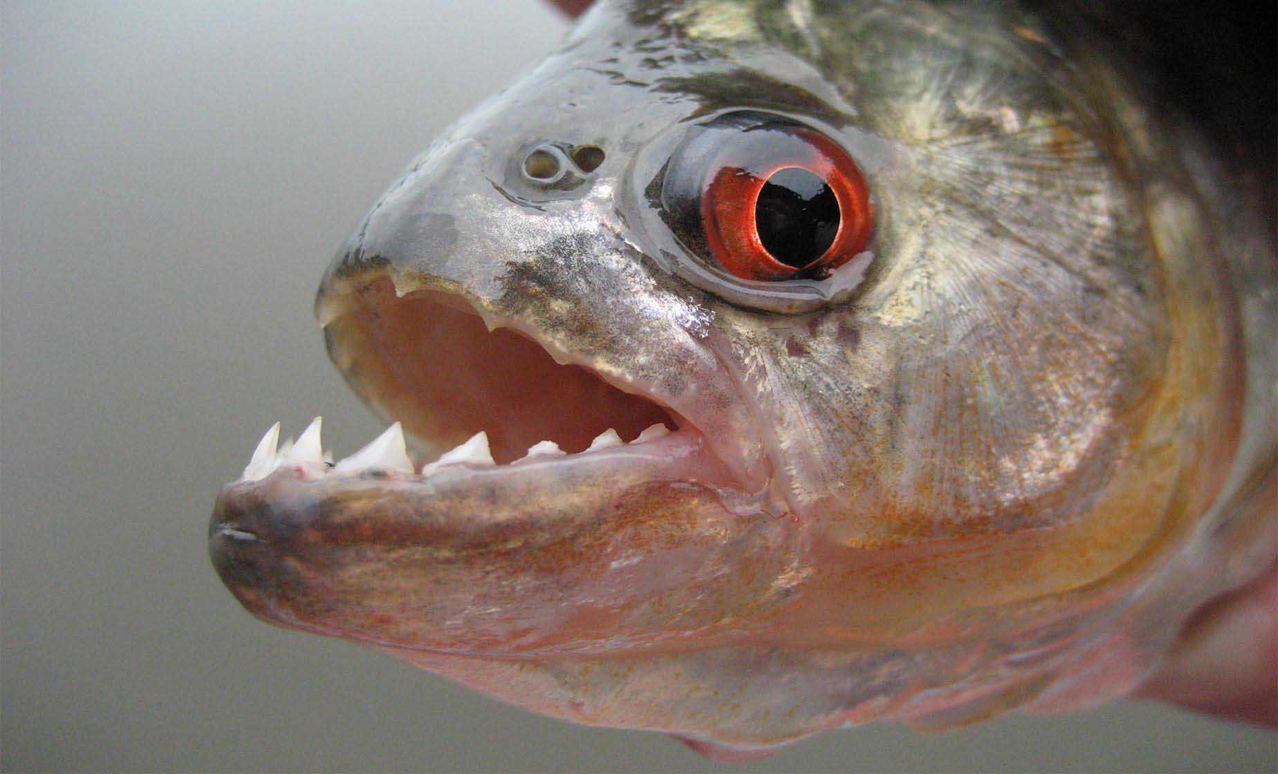 Piranha fishing 