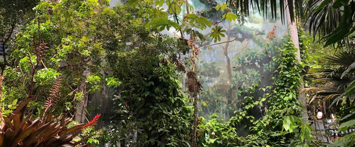 Forest of science manaus