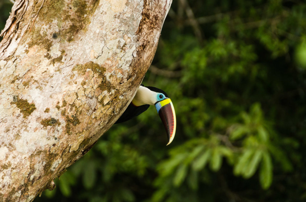 Tucan - amazon brasil