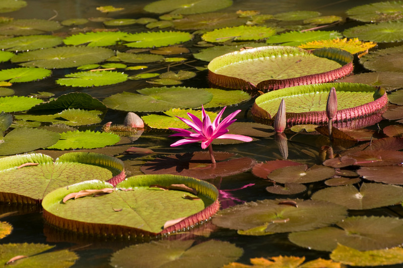 Victoria Regia Amazon