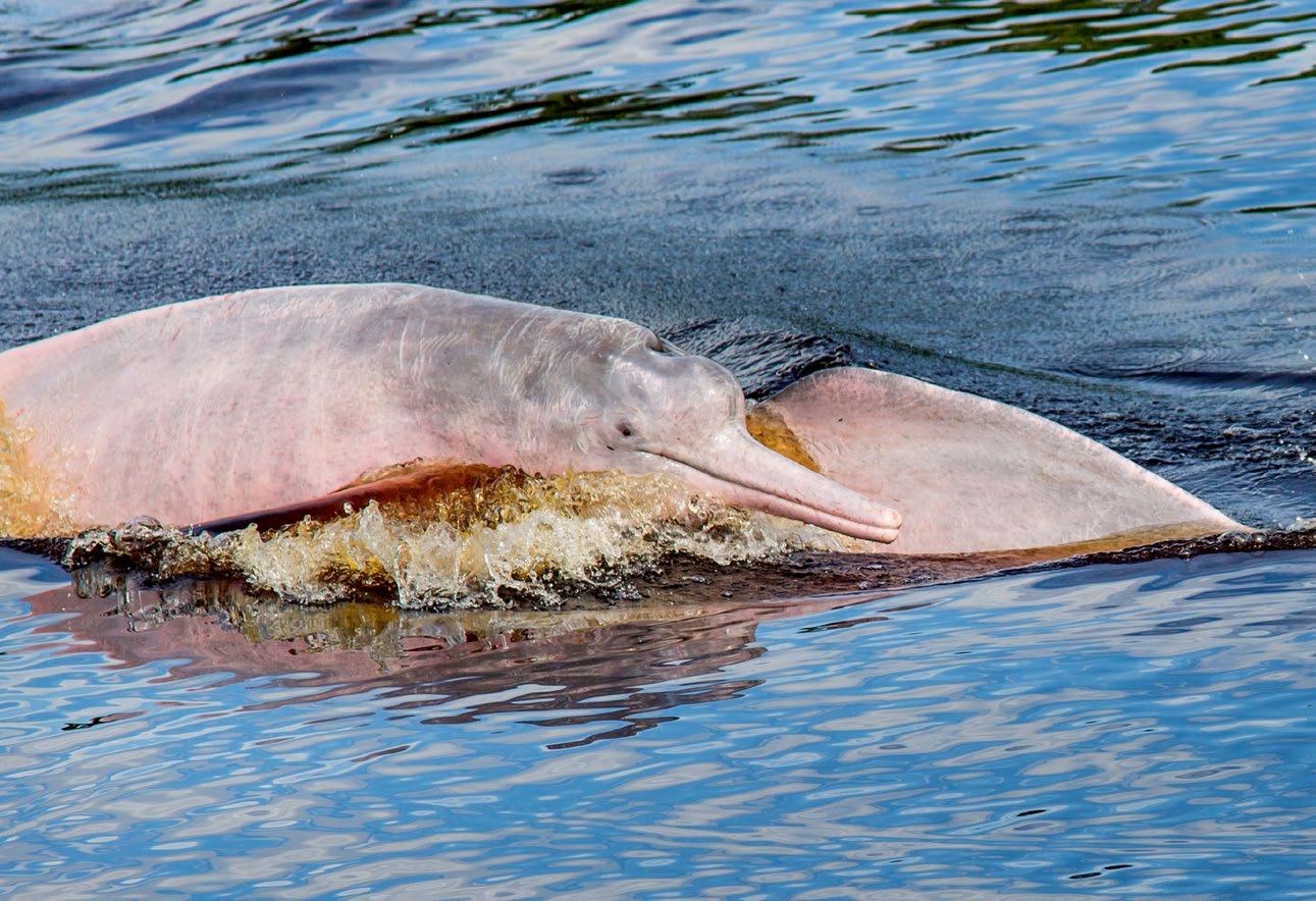 Pink Dolphins | Amazon River