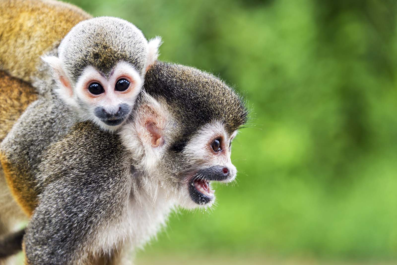 Squirrel Monkey | Peru Amazon | South America