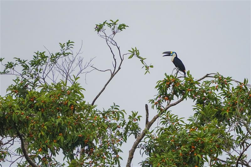 Amazon Explorer: From Nauta to Nauta &#8211; Low Water Season