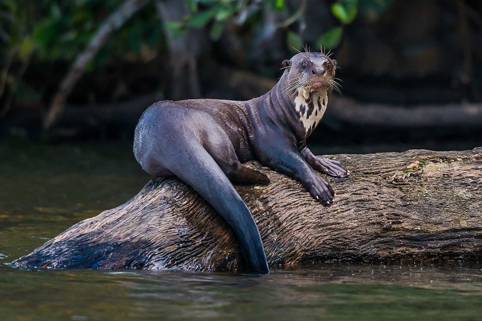 Amazon Explorer: From Iquitos to Iquitos &#8211; High Water Season
