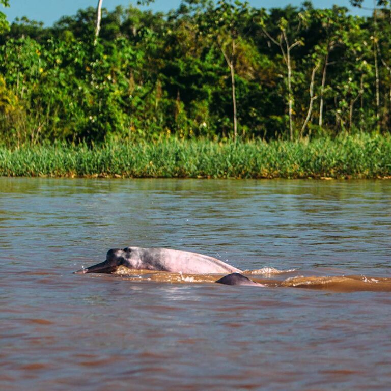 Amazon - Pink Dolphins