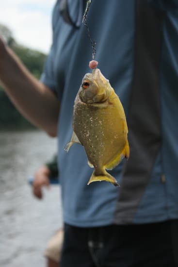 Piranha | Amazon River | Fishing