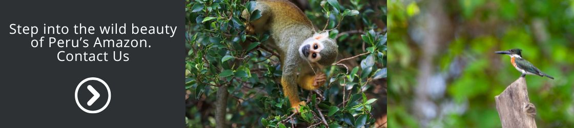 Step into the wild beauty of Peru Amazon - Contact Us