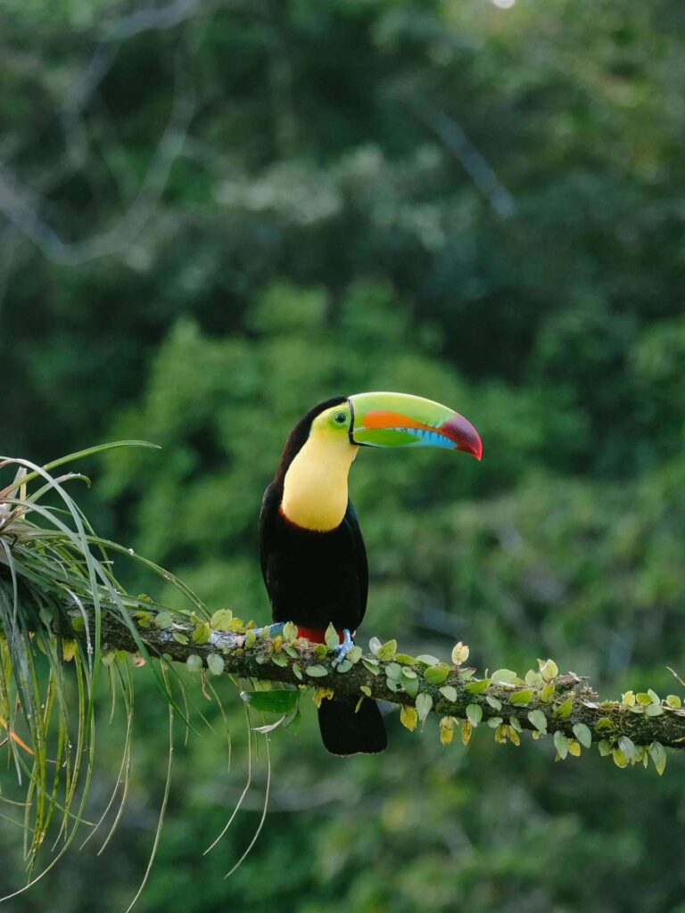 Wildlife in Amazon