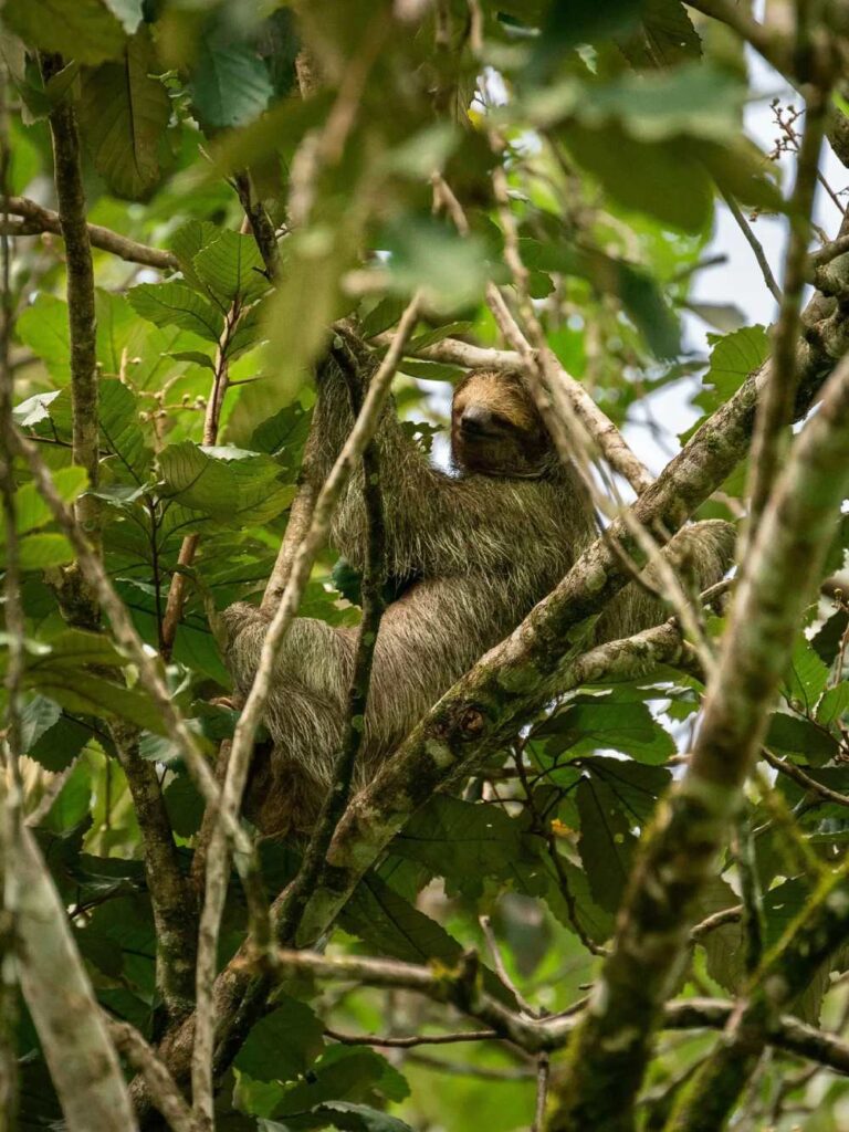Wildlife in the jungle