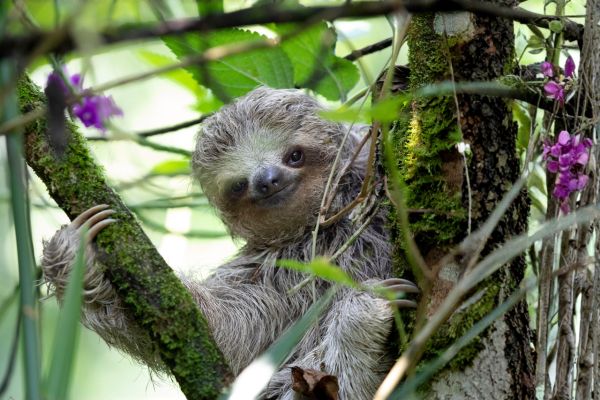Sloth - Brasil - Jungle