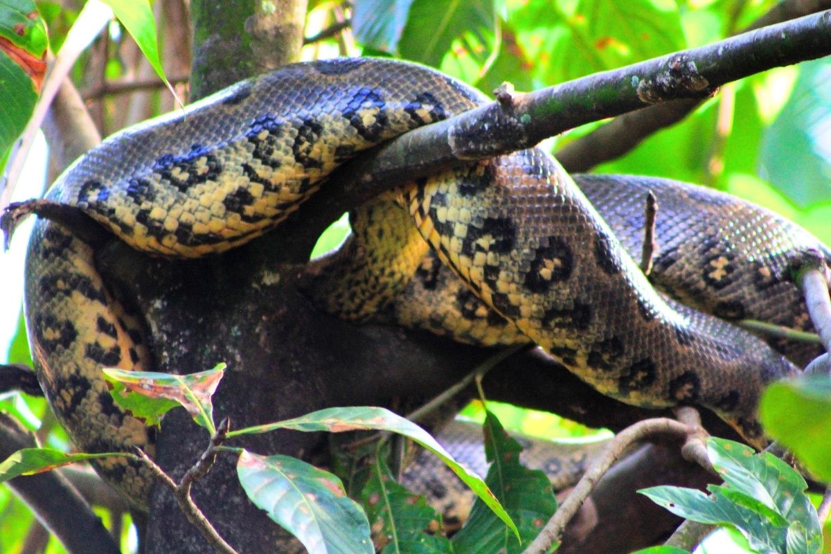 Amazon | Anaconda