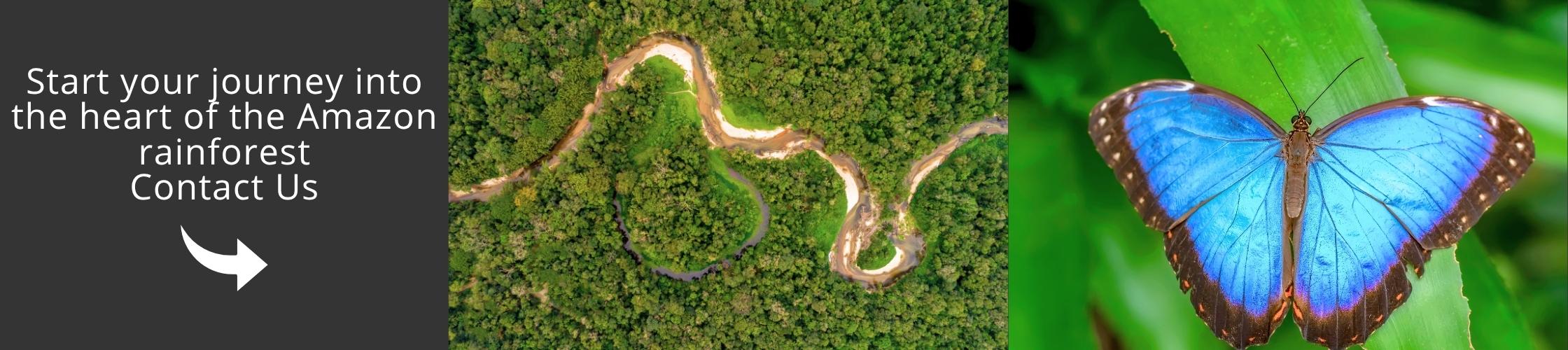 Amazon | Rainforest