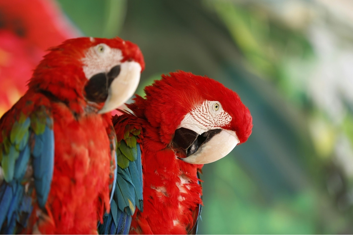 Birds | Amazon