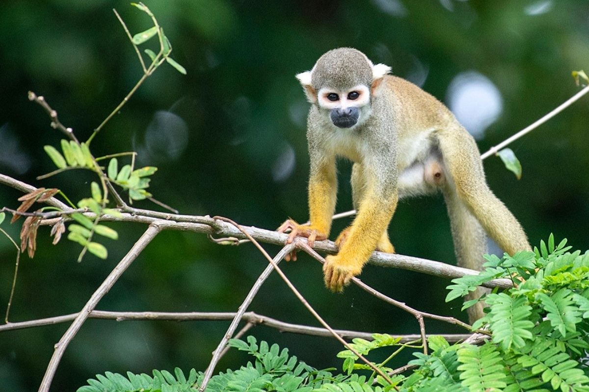 Amazon | Monkeys