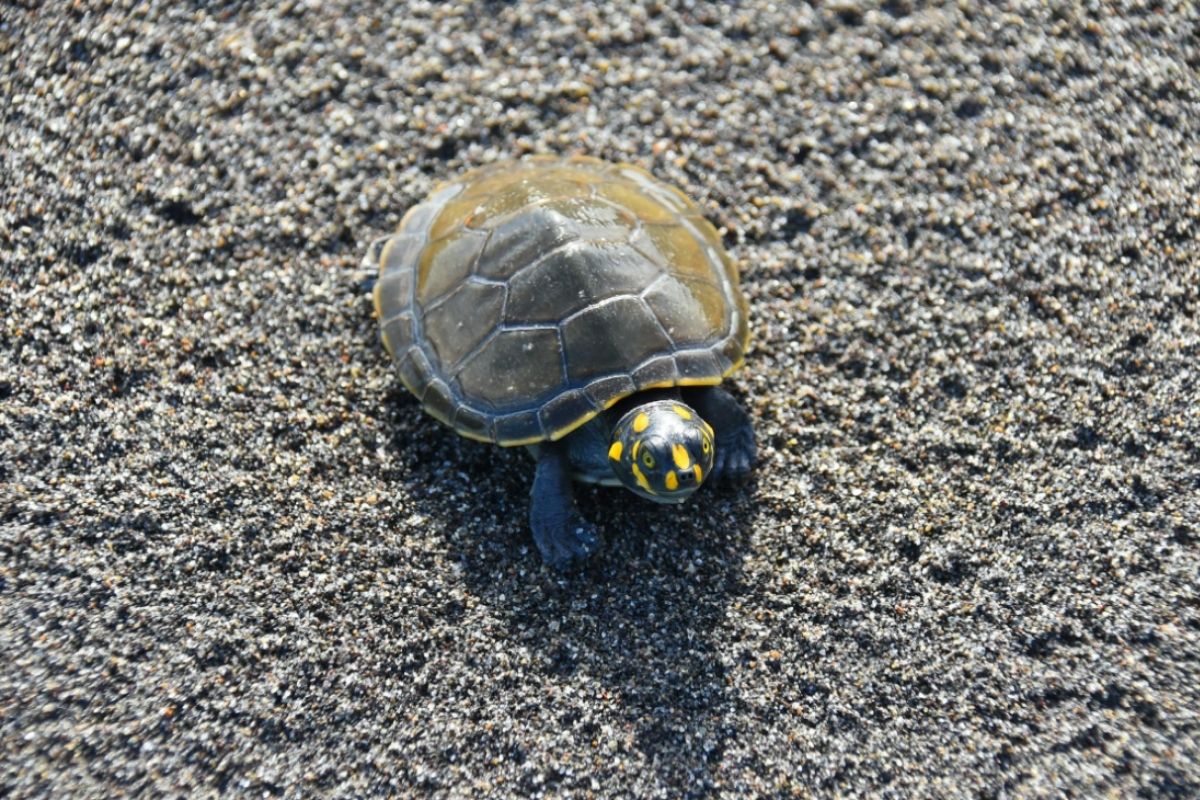 Turtle Taricaya | Iquitos